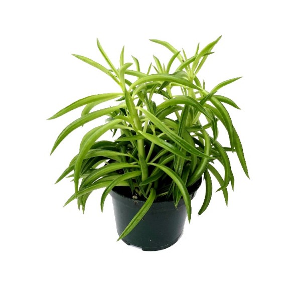 Peperomia Nevada Plant